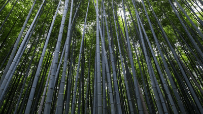 Bonsai - professional stock photography