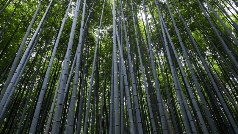 Bonsai - professional stock photography