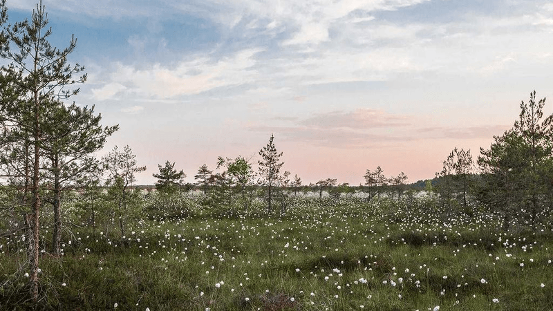 Cactus - professional stock photography