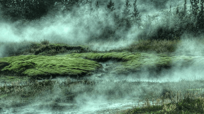 Cactus - professional stock photography