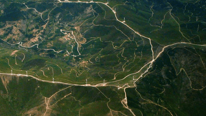 Cactus - professional stock photography