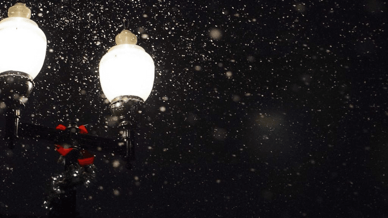 Cactus - professional stock photography