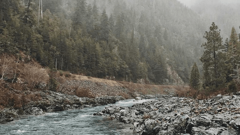 Fern - professional stock photography