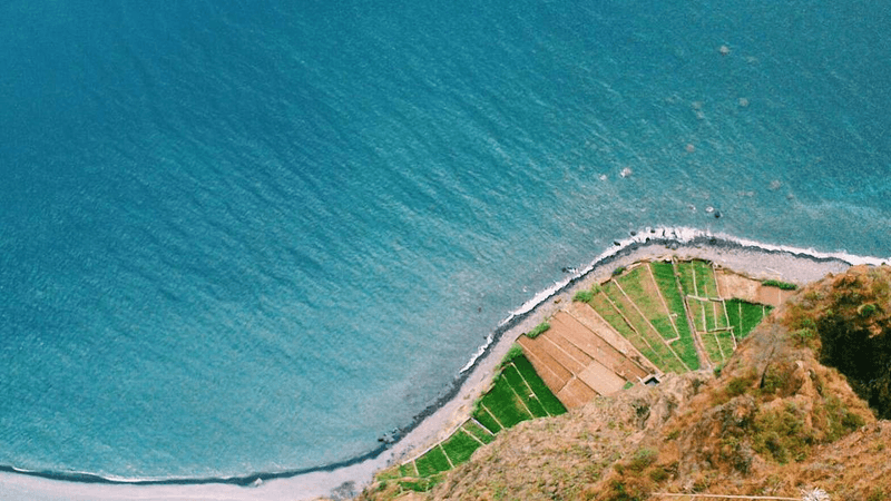 Fern - professional stock photography