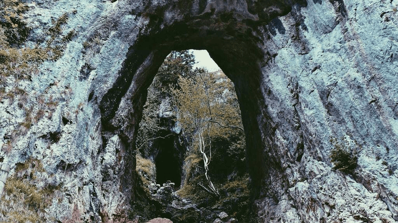 Flowers - professional stock photography