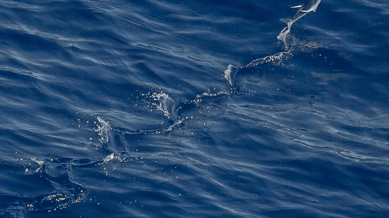 Lavender - professional stock photography