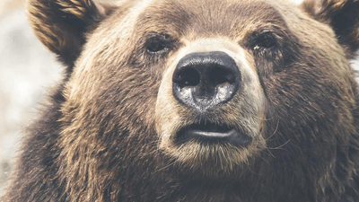 Lavender - professional stock photography