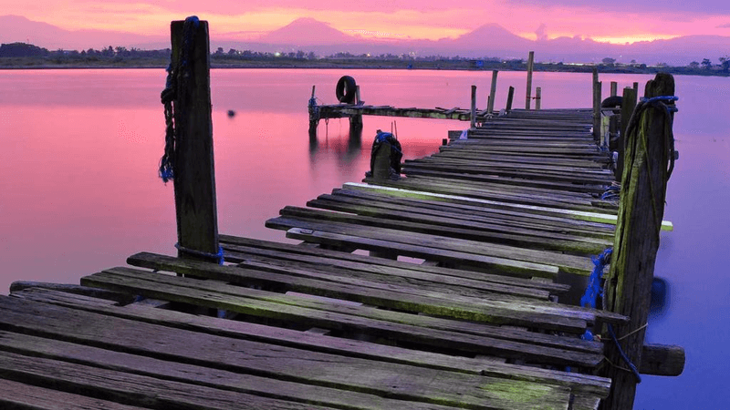 Potted - professional stock photography