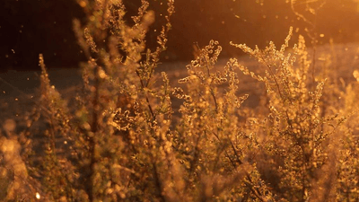 Pruning - professional stock photography