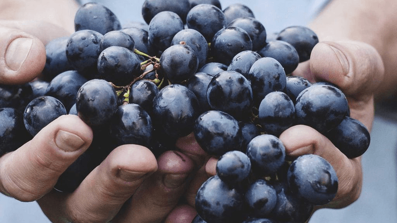 Pruning - professional stock photography