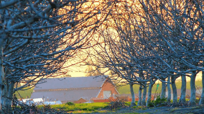 Roses - professional stock photography