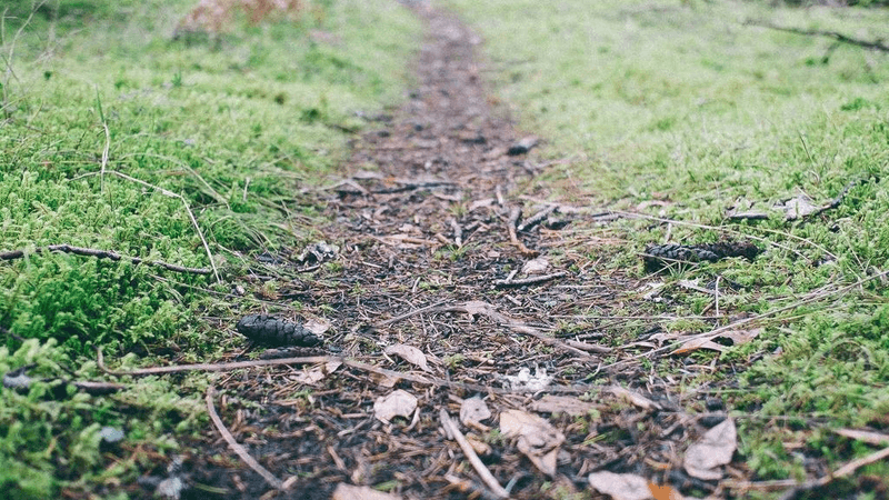 Roses - professional stock photography