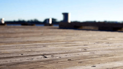 Roses - professional stock photography