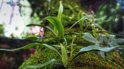 Succulent - professional stock photography