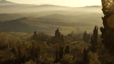 Sunflower - professional stock photography