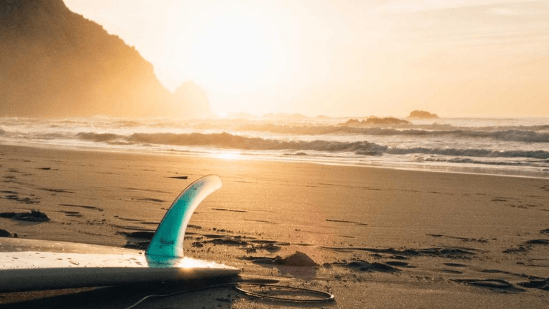 Sunflower - professional stock photography