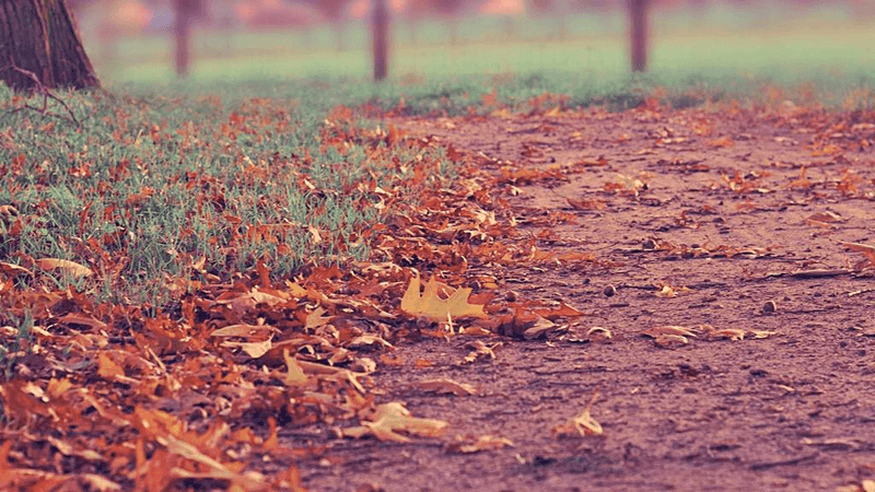 Tulips - professional stock photography