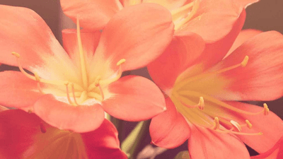 Tulips - professional stock photography