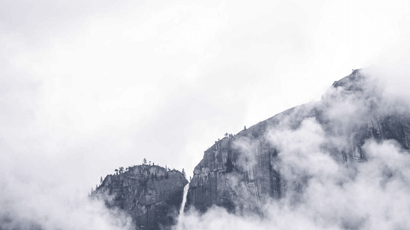 Tulips - professional stock photography