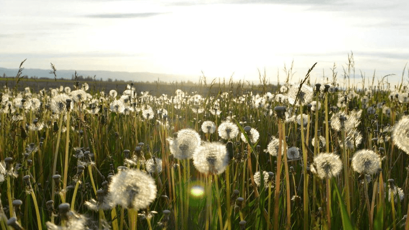 Watering - professional stock photography